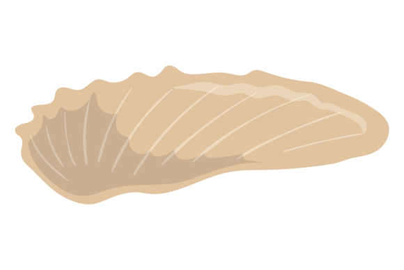 Seashell Color Icon: A Marine Fauna Icon for Designers